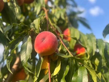 Bild 2:Erntefrische Weingartenpfirsiche