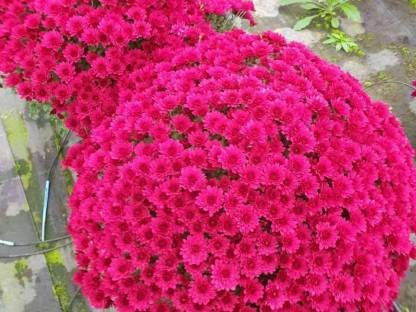 Herbstblumen