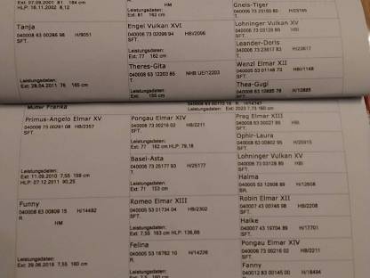 Bild 5:Noriker Hengstfohlen