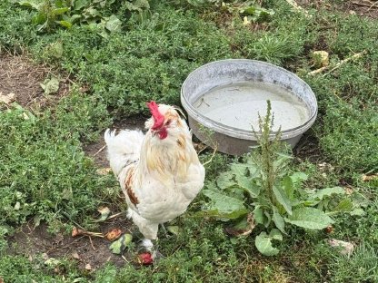 Bild 3:3 junge Hähne zu verschenken