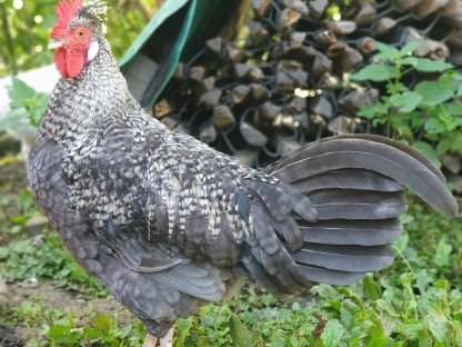 Bild 3:Altsteirer Junghähne