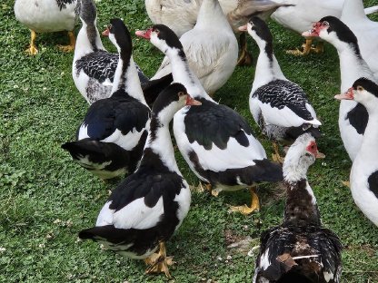 Bild 2:Warzenenten, Moschusenten