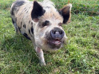 Bild 2:Kune Kune Schwein