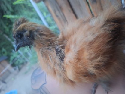 Bild 4:Zwergseidenhühner