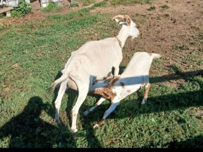 Bild 3:Junge Burenziegen und Mischlinge