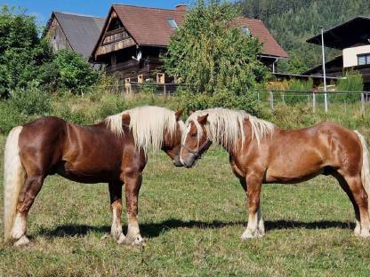 Bild 4:Noriker Fuchs Stute