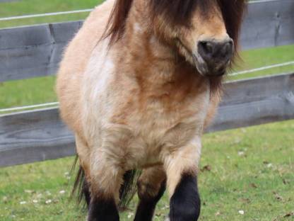 Bild 2:Minishetty Deckhengst