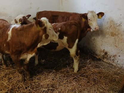 Fresser-FV weiblich