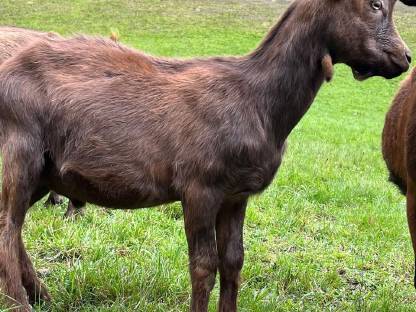 Aosta Ziegenbock