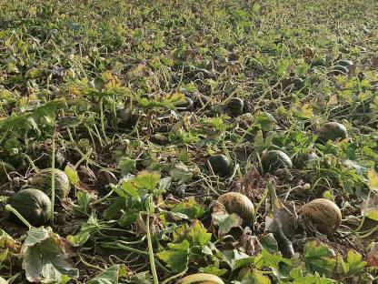 Bild 4:Kürbiskerne 2025 zu verkaufen, gewaschen