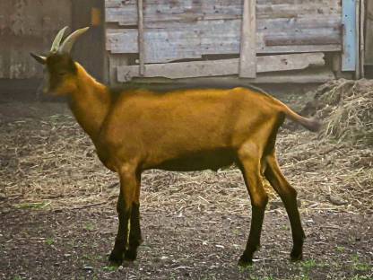 GGZ Bock