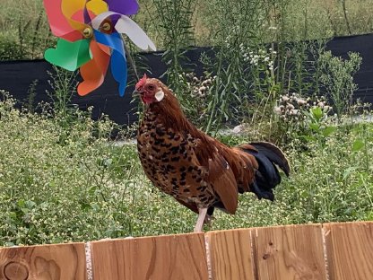 Bild 3:Zwerg-Hühner