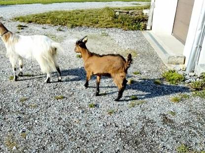 Bild 2:Junger Ziegenbock