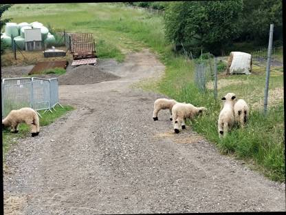 Bild 2:Walliser Schwarznasen Lämmer