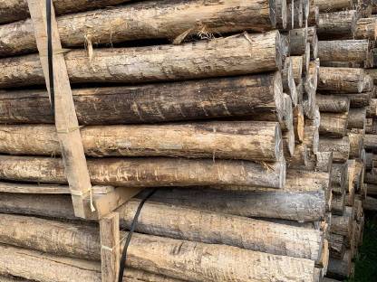 Bild 3:Akazienpfähle, Akazien Robinienpfähle, Weidezaun, Zaunpfähle