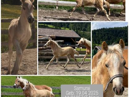 Bild 5:Tiroler Haflinger Wallach, Hengst, Jährling