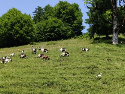 Pfauenziegen