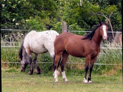 Bild 6:Appaloosa Stute