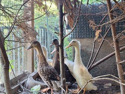 Bild 2:Laufentenfamilie