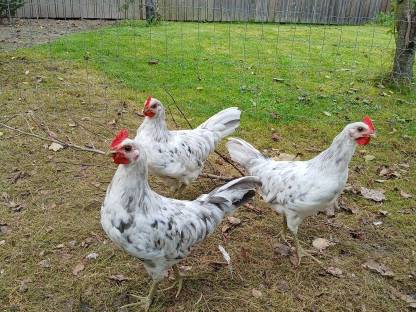 Bild 2:Silverudds blå Hähne