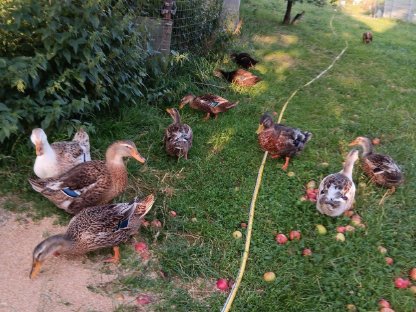 Bild 2:Rouen Clair Enten