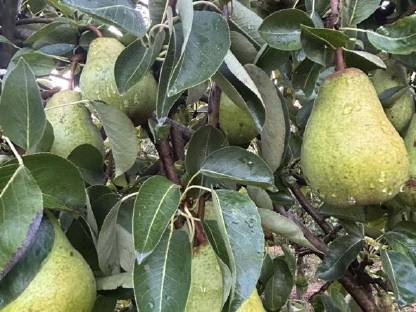 Bild 3:Williamsbirnen - gelb