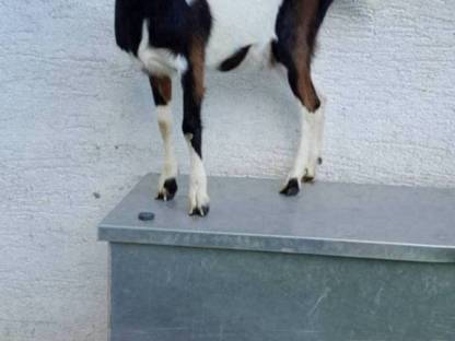 Bild 4:Tauernschecken Kitz HB