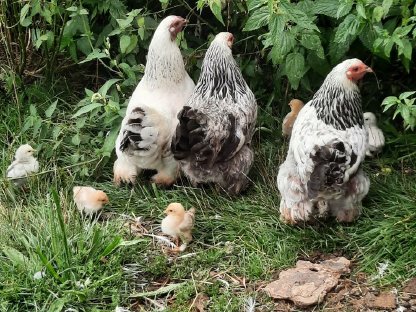 Bild 3:Brahma-Hühner