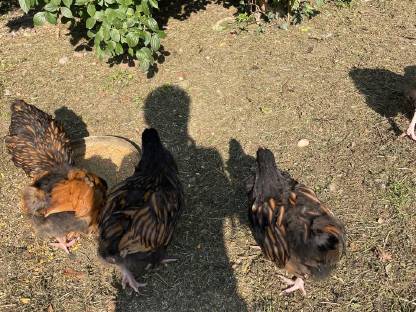 Bild 9:Verschiedene Hennen und Hähne