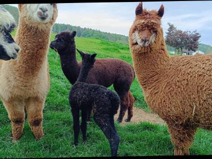 Bild 3:Alpaka-Steppdecke, Ganzjahres-Steppdecke Alpaka