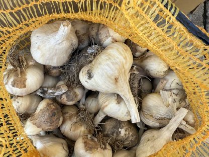 Bild 3:Bio Knoblauch