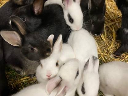 Bild 2:Zwergkaninchen - Kinderlieb und zutraulich