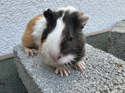 Kleine Meerschweinchen
