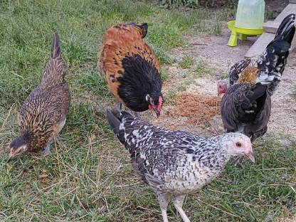 Bild 9:Steinpiperl, Zustellung möglich