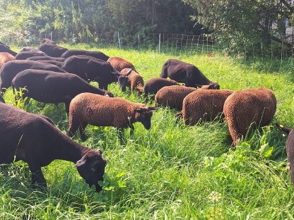 Bild 4:Jura-Lämmer, weiblich und männlich