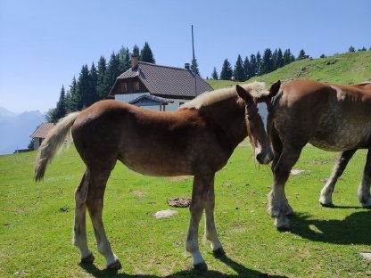 Fuchsstutfohlen nach Zlan Schaunitz