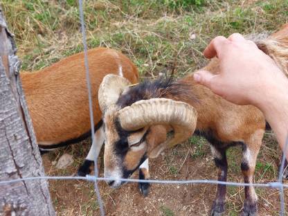 Bild 3:Kamerunschafe