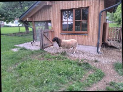 Bild 2:Dorper Bock