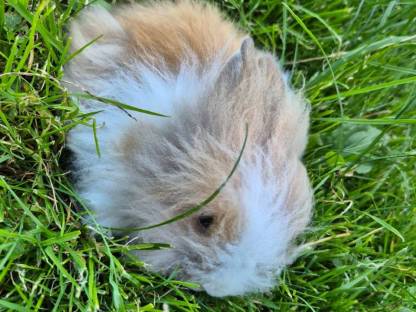 Bild 3:Löwenzahn Zwergkaninchen