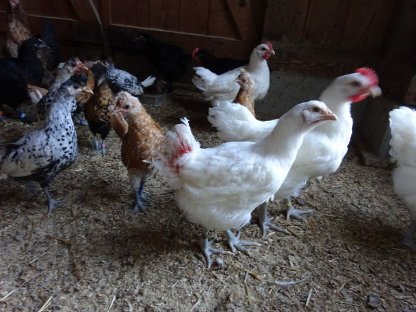 Bild 3:Bresse Gauloise französischer Herkunft - reinweiß