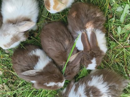 Bild 7:Süße kleine Minilop-NHD Widderhäschen