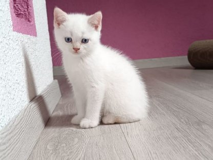 Bild 3:Britisch Kurzhaar