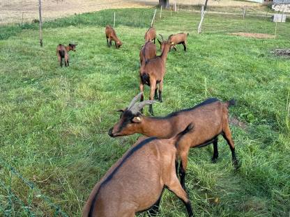 Bild 2:Gamsfarbige Berziegen