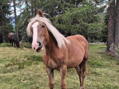 Bild 2:Noriker Fuchsstute