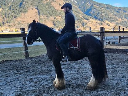 Bild 3:Irish Cob Wallach