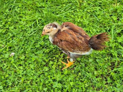 Bild 4:Gockel Hahn Jungtiere