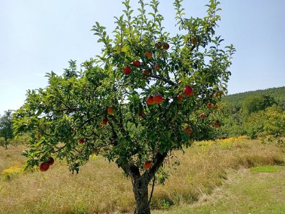 Bild 2:Naturbelassenes Sonnenobst (Äpfel/Birnen/Quitten/Nüsse)