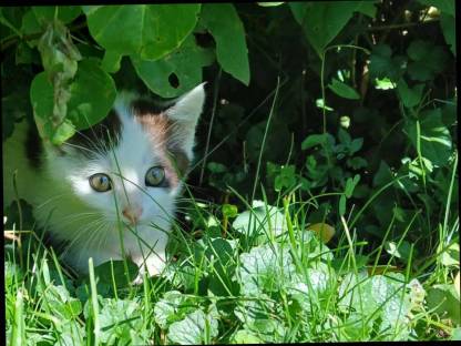 Katze zu vergeben