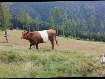 Bild 3:Galloway Kalbin