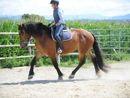 Bild 2:Schicker 3-jähriger Noriker Wallach Wiko Vulkan XVIII